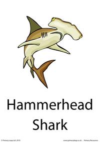 Hammerhead shark flashcard